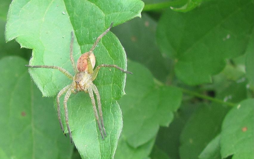 Dolomedes sp. - Sostegno (BI)